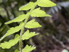 Polypodiopsida