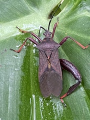 Acanthocephalini