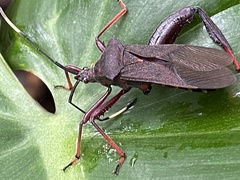 Acanthocephalini