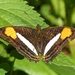 Adelpha falcipennis - Photo (c) Carlos Schmidtutz, some rights reserved (CC BY-NC), uploaded by Carlos Schmidtutz