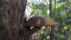 Cyclocybe parasitica