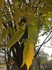 Zelkova