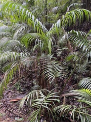 Arecaceae