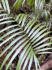 Arecaceae