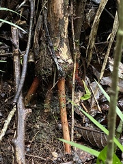 Arecaceae