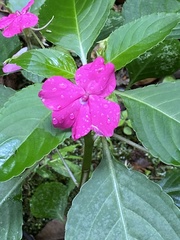 Impatiens walleriana