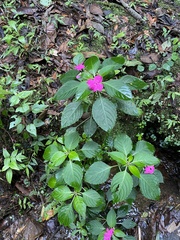 Impatiens walleriana