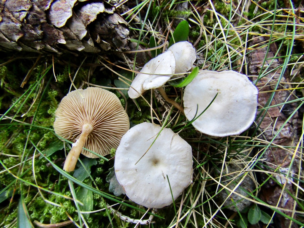 Clitocybe agrestis