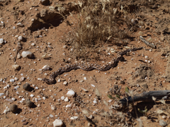 Dipsina multimaculata