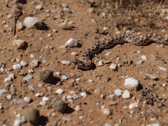 Dipsina multimaculata