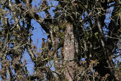 Chrysocolaptes strictus