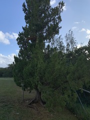 Juniperus bermudiana