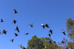 Enicognathus leptorhynchus