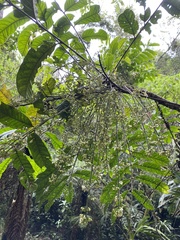 Tracheophyta