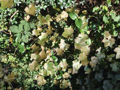 Menispermum canadense