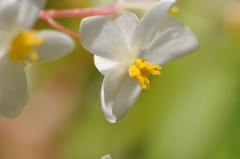 Begonia minor