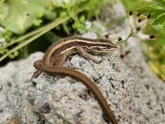 Liolaemus cyanogaster