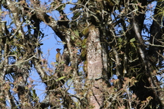 Chrysocolaptes strictus