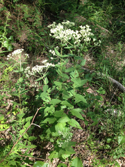 Eupatorium pubescens