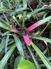 Neoregelia