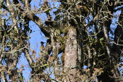 Chrysocolaptes strictus