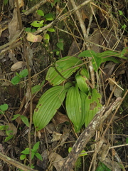 Malaxideae