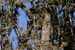 Chrysocolaptes strictus