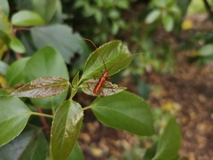 Chenoderus testaceus