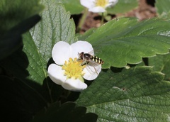 Austroscaeva occidentalis