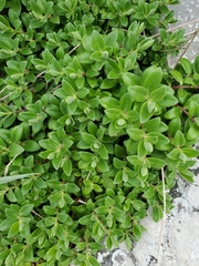 Veronica chathamica