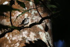 Ficedula westermanni