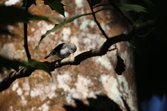 Ficedula westermanni