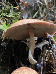 Fungi