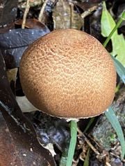Fungi