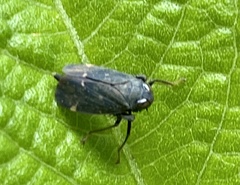 Coelidiinae