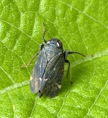 Coelidiinae