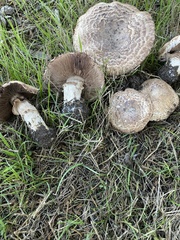 Agaricus pattersoniae