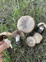 Agaricus pattersoniae