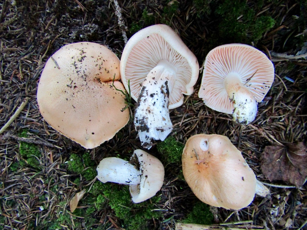 Hygrophorus sect. Pudorini