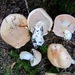 Hygrophorus Subsect. Salmonicolores - Photo (c) Christian Apschner, some rights reserved (CC BY-NC), uploaded by Christian Apschner