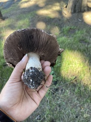Agaricus pattersoniae