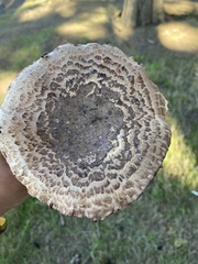 Agaricus pattersoniae