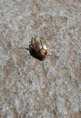 Phytholaema mutabilis