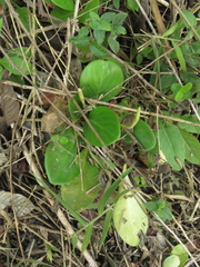 Peperomia obtusifolia