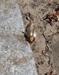 Phytholaema mutabilis