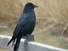 Corvus corone