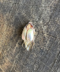 Phytholaema mutabilis