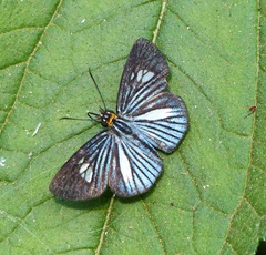 Pythonides lancea