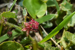 Ayenia mansfeldiana