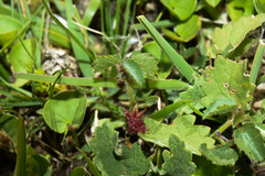 Ayenia mansfeldiana